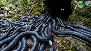The U.S RELEASED ITS LONGEST NATIVE SNAKE Into Turtle Burrows —What Happened Next Shocked Scientists