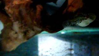 冠紋娃娃20091102(2)
