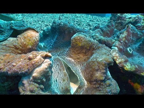 Video: Giant Tridacna - das größte Weichtier