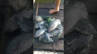 Iwak ikan mubal bolo #love #like #shorts