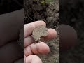 ВОТ ТАКАЯ ПЧЕЛА ВЫЛЕТЕЛА НА СВЕТ БОЖИЙ...!!! shorts, коп, коп с металлоискателем, металлоискатель.