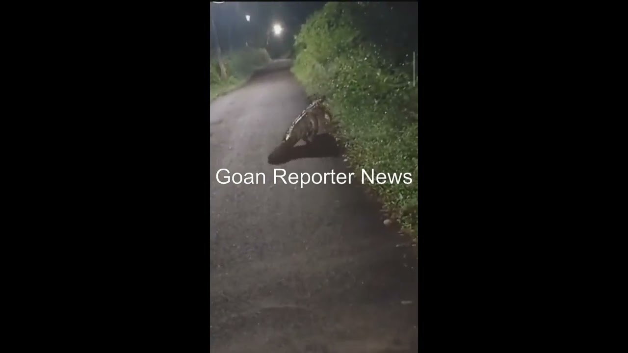 Goan Reporter :: A CROCODILE Safely Walking but Dangerous too at Dadear Road in Carambolim Village.