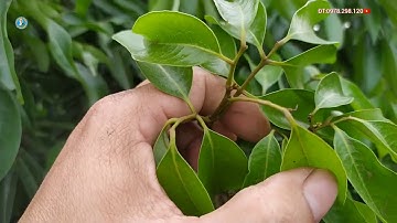 Tưới nước cho cây vải sớm giữ ẩm để tạo bộ rễ non để cây ra hoa