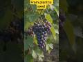 grapes plant to seed time laps #growth #ai
