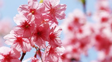 سورة الحجرات للشيخ مشاري العفاسي