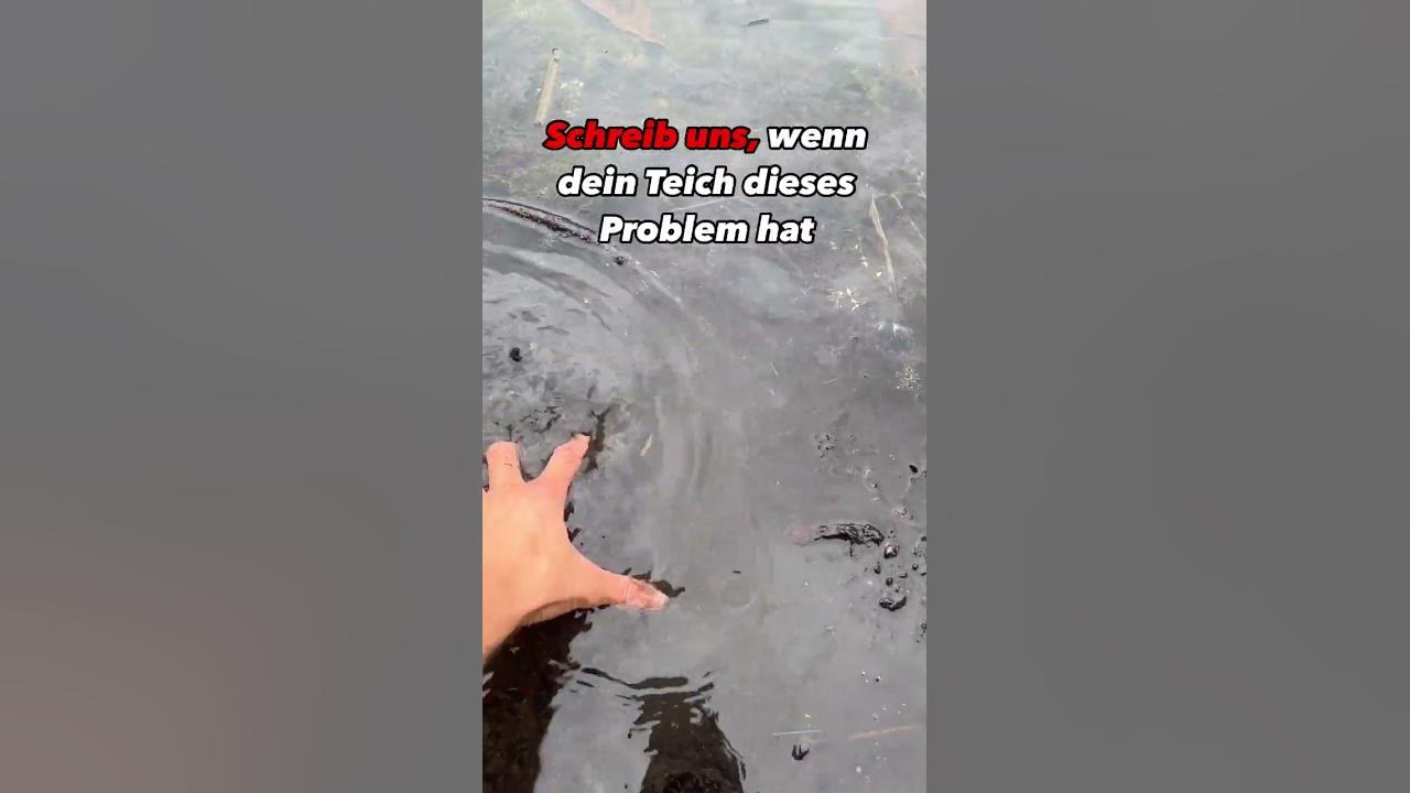 Wann musst du deinen Teich reinigen? teichreinigung teichpflege 