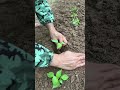 The secret to improving planting efficiency: Electric drill hole planting