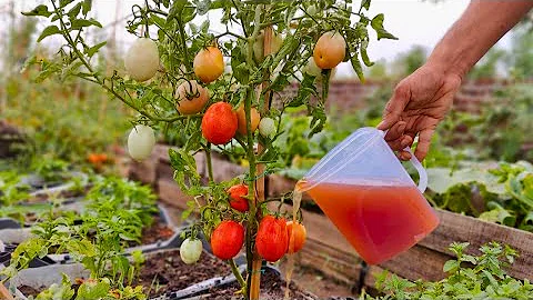 It Will Double Your Tomato Harvest with Incredibly Affordable Fertilizer, Just 2 Things Combined