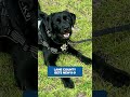 KVAL's Morning Minute: Lane County's New K9 Kali