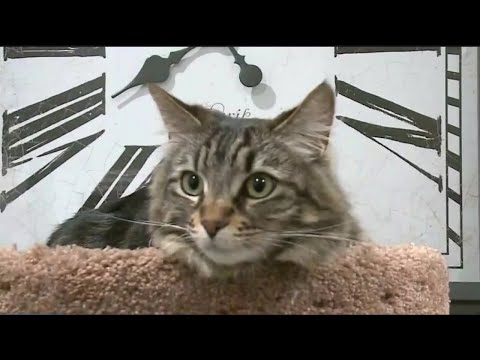 Video: Man Huurt $ 1.500 Appartement In Silicon Valley Voor Zijn Katten Cat