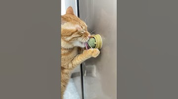 Warning: Your Cat Might Get Obsessed With This Toy!