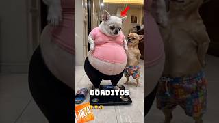 Los Perros Más Gorditos Del Mundo. 🐶🌍 #animales #curiosidades