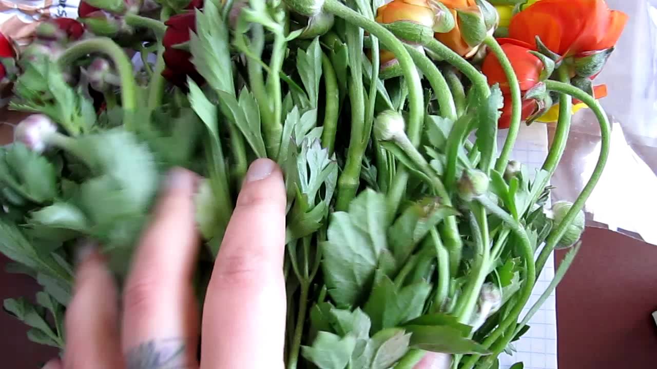Quoi de neuf, quoi de beau - Renoncules de la Californie - YouTube
