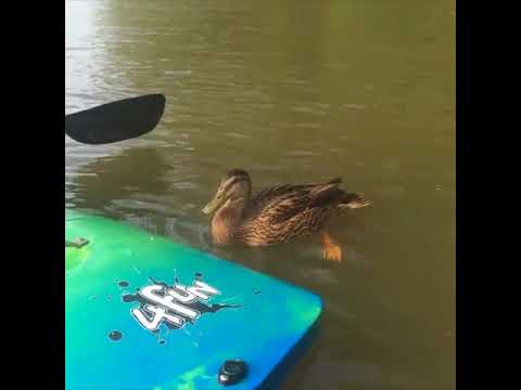 Ducks Are Awesome - Duck yeah - Jukin Video Daily