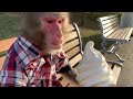 はじめてソフトクリームを食べたお猿さんの反応が予想外…！！！