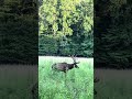 Smoky Mountains Cataloochi Elk