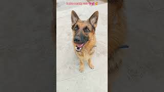 Z plus security GSD 💞💕💓❤️#shorts#viral#youtubeshorts#love#shortvideo#comedyvideos#germanshepheard
