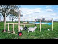 Movable goat enclosure diy easy