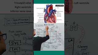Blood Flow Chart | Human Heart ❤️