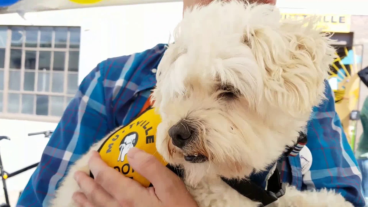 Mr. Wagglesworth, an Maltese/toy poodle mix at Muttville-ADOPTED! youtube editor apk