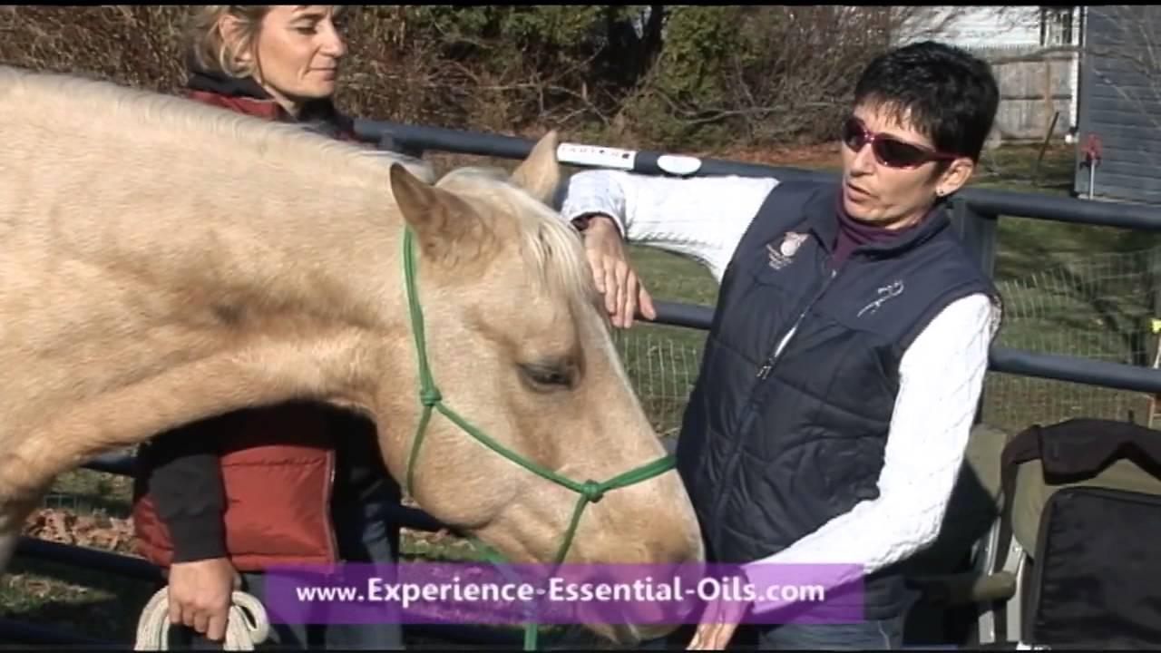 Homemade Horse Liniment Recipe - Homemade Ftempo