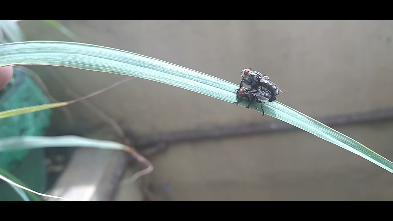 How flies mate | JRtheGirl | 