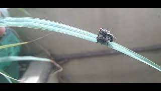How flies mate | JRtheGirl | #science |