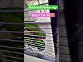 #parrot#talkingparot