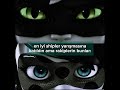 Siz ne düşünüyorsunuz?/ #fypシ#ship#catnoir#ladybug#mizahsayfası#keşfetbeniöneçıkar#miraculous#shorts