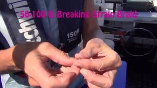 Bridle rigging a kahawai as a live bait for big fish