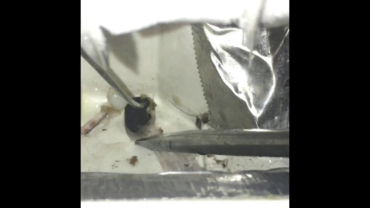 Fisher & Paykel fridge leaking inside problem solved ! YouTube