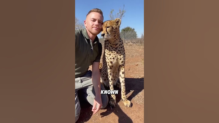 Cheetahs that are friendly to humans#animals #funny #cheetah
