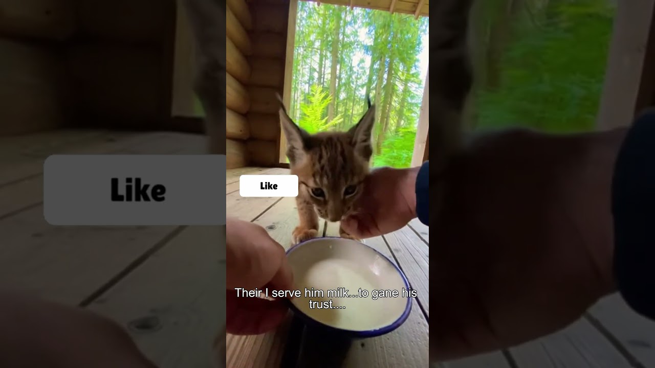 I Rescued A Baby Lynx and Then This Happened... 