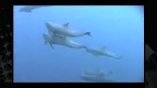 Dolphin Freedom