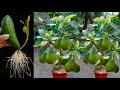 Great technique for grafting avocado trees from avocado fruits growing fest with aloe vera