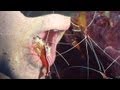 Shrimps and Cleaners - Reef Life of the Andaman - Part 21