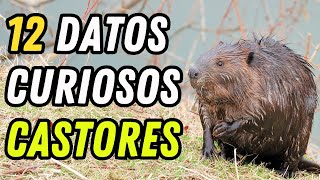 12 Datos Curiosos de los Castores - ¿Sus dientes nunca dejan de crecer? 12 Datos Curiosos de los Castores - ¿Sus dientes nunca dejan de crecer?