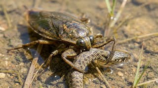 We Investigated a Swamp and Found These Underwater Predators... and More