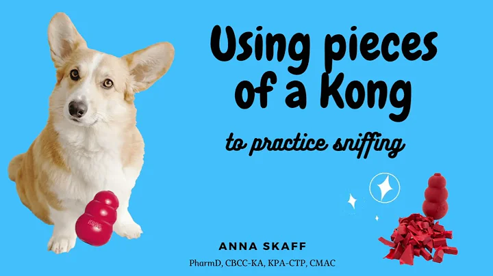 Using pieces of a kong to teach a dog to search