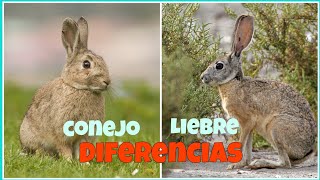Diferencias Entre Un Conejo Y Una Liebre