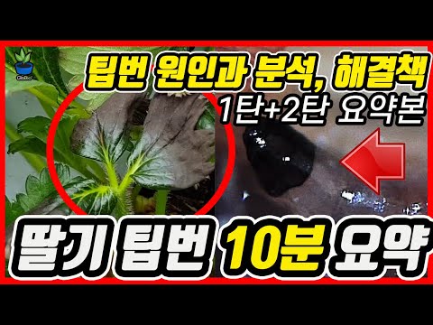 딸기 팁번 원인 분석과 해결방법 10분 요약 정리, 바쁘신분들은 이 영상만 보시면 됩니다!!