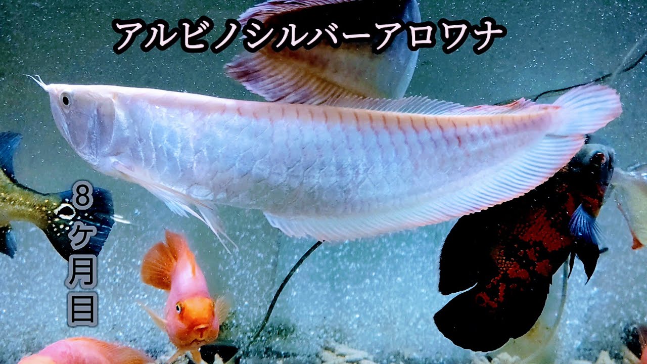 アルビノシルバーアロワナ120cm水槽デビューの裏話#アクアレノリウム
