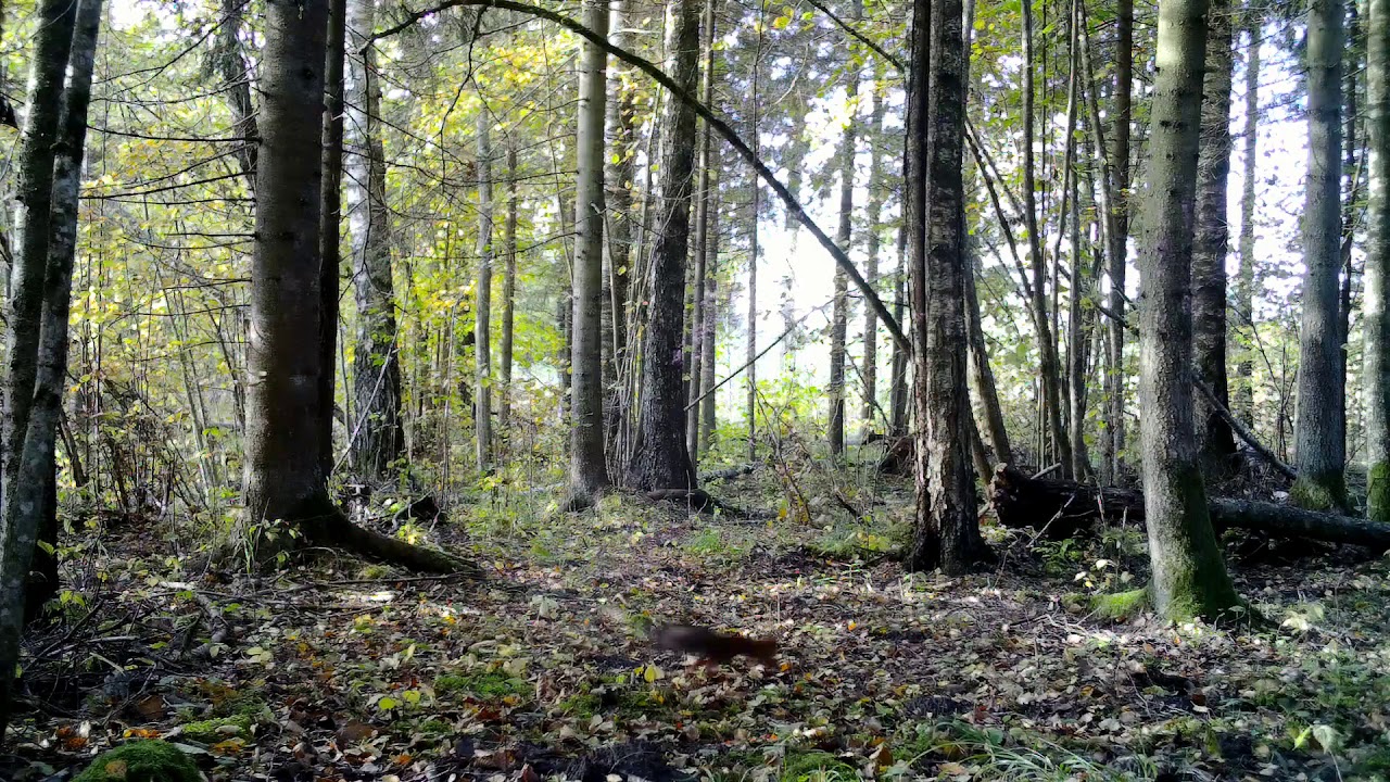 Camera trap in Latvia with trail camera Bolyguard  MG984-36M