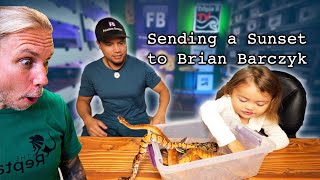 Sending a Sunset Ball Python to Brian Barczyk