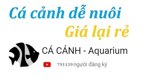 Các loại cá cảnh dễ nuôi - giá rẻ