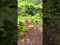 Лиса УКРАЛА тарелку😂 #прикол #юмор #смешно