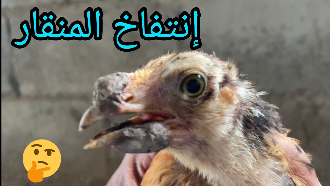 مرض جدري الدجاج - إنتفاخ المنقار 🐥
