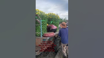 Hoa Cúc Đại Đoá Tết Khánh Hòa Khu T Tam Sư Tí Dãnh / 2 Thọ / Bé D 1M2 1M 90 60 #shorts