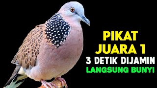 SUARA BURUNG TEKUKUR GACOR PALING AMPUH UNTUK PANCINGAN PIKAT