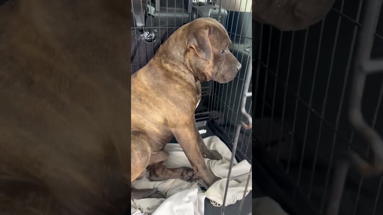 50 Pups Trapped In A Living Nightmare Chained Many Starving One Even Doused Acid STORY BELOW 